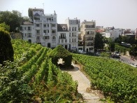 The vineyard! rue St Vincent